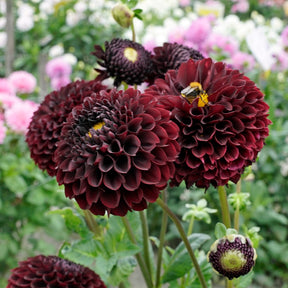 Dahlia Black Pierre