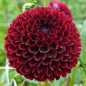 Dahlia Black Pierre