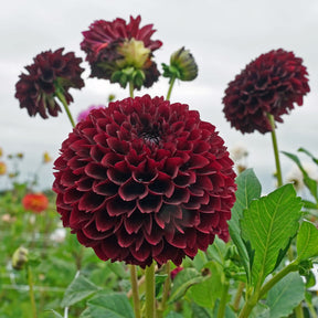 Dahlia Black Pierre