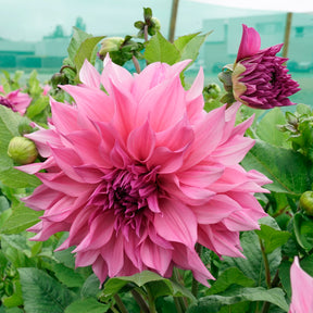 Dahlia Café au Lait Rose