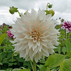 Dahlia Café au Lait