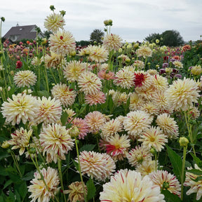 Dahlia Creme Silence