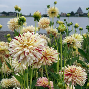 Dahlia Creme Silence