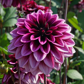 Dahlia Davina Michelle