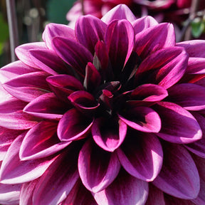 Dahlia Davina Michelle