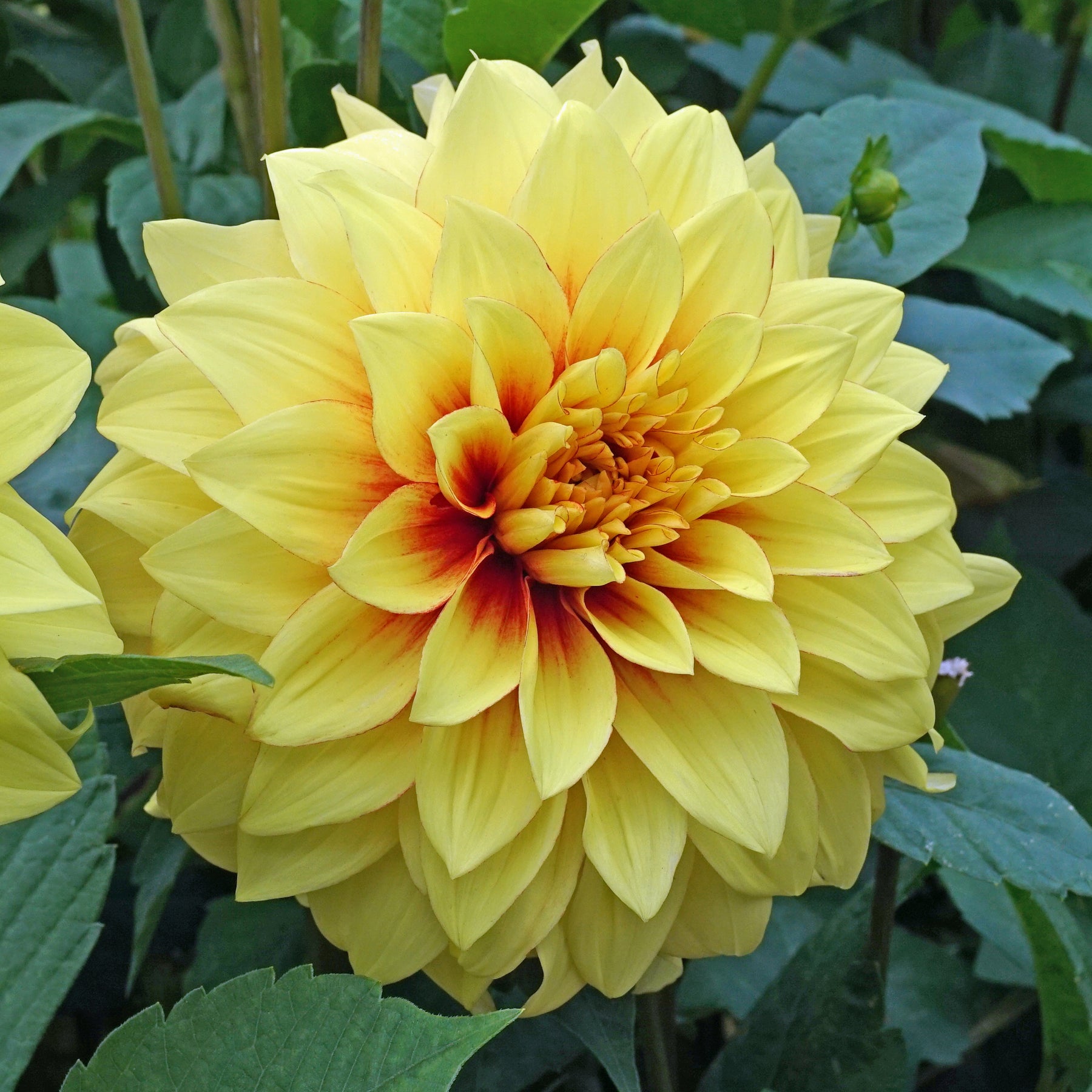 Dahlia Dazzling Sun