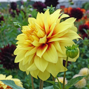 Dahlia Dazzling Sun