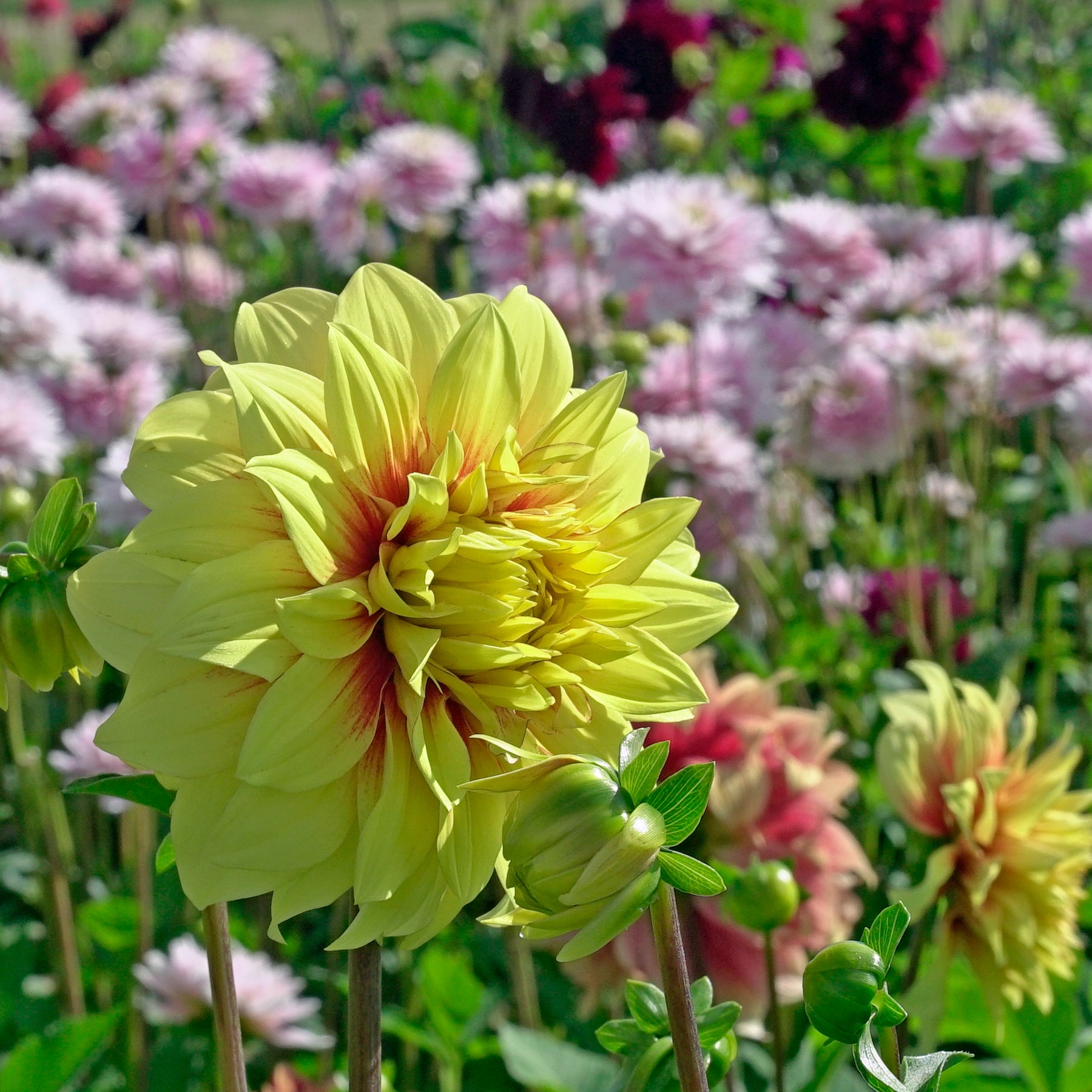 Dahlia Dazzling Sun