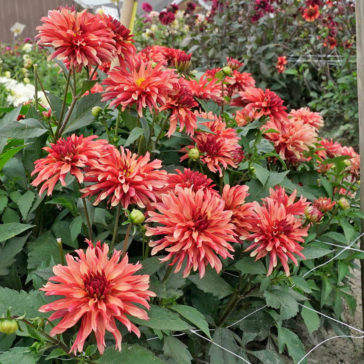 Dahlia Gallery Art Deco