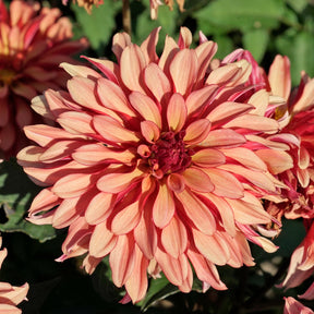 Dahlia Gallery Art Deco