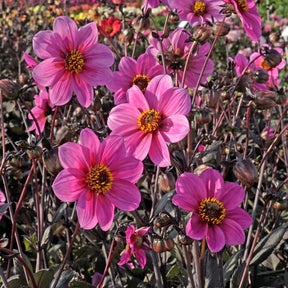Dahlia Happy Single Juliet