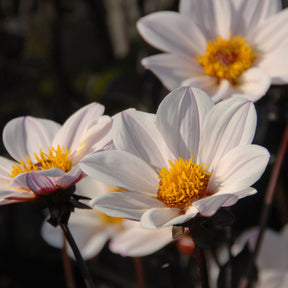 Dahlia Happy Single Princess