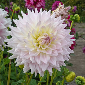 Dahlia Ka's Cloud