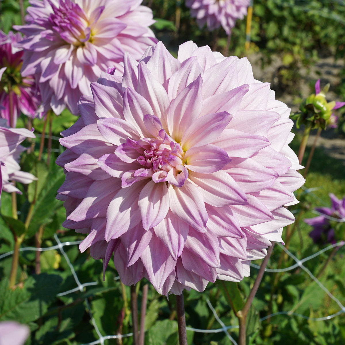 Dahlia Labyrinth Two Tone