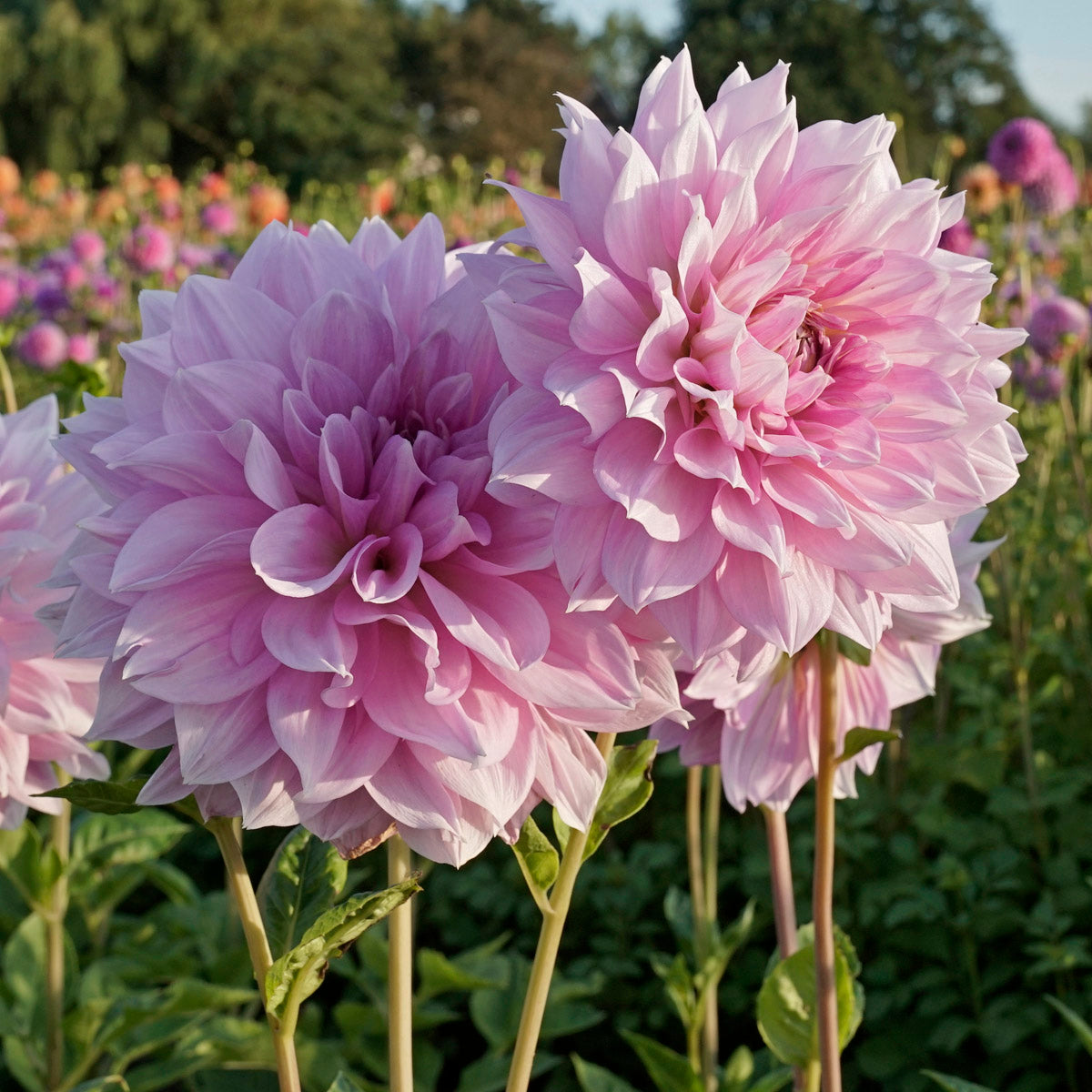 Dahlia Lavender Perfection