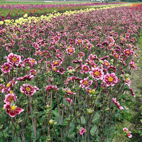 Dahlia Liquid Desire