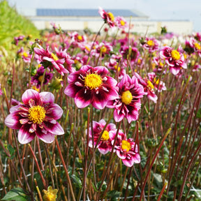 Dahlia Liquid Desire