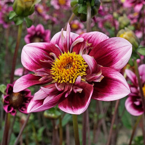 Dahlia Liquid Desire