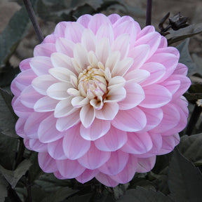 Dahlia Melody Harmony