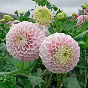 Dahlia Pink Pearl