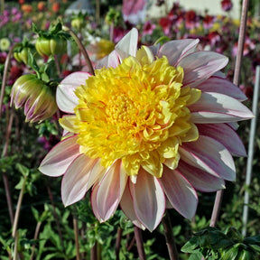 Dahlia Polka