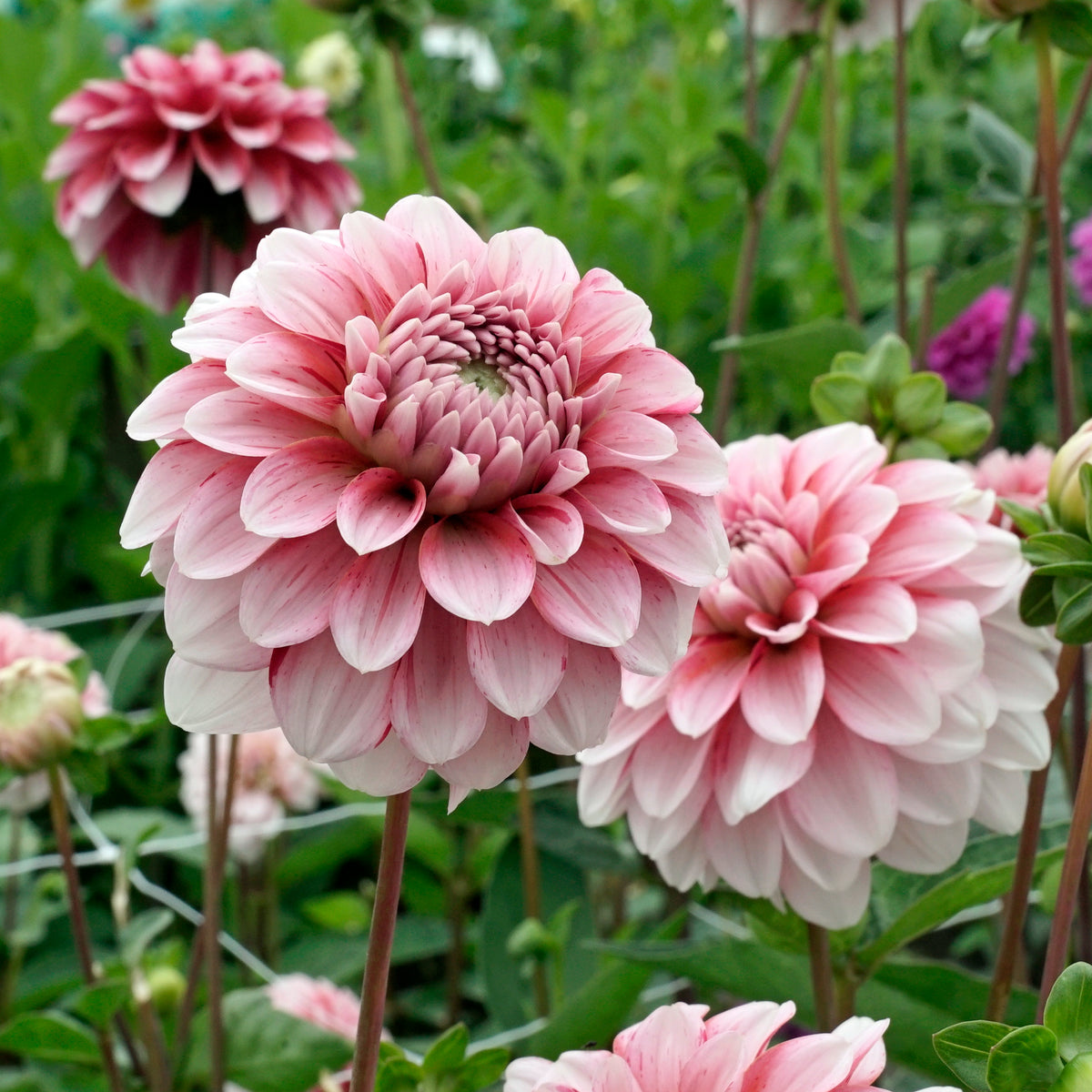 Dahlia Strawberry Cream