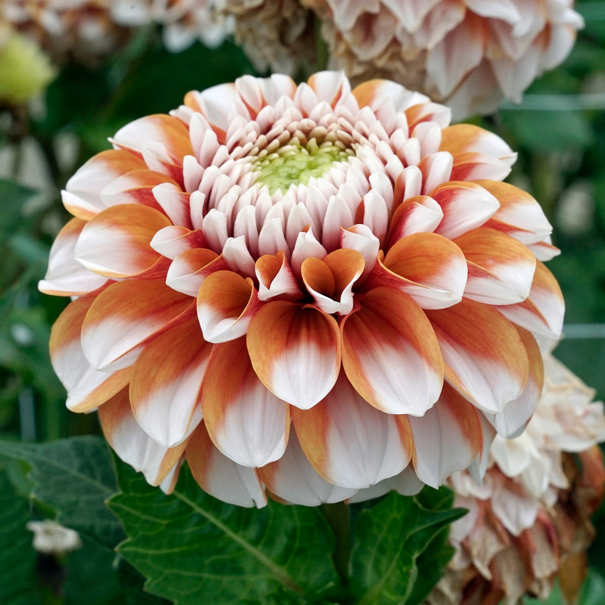 Dahlia Tangerine Dream