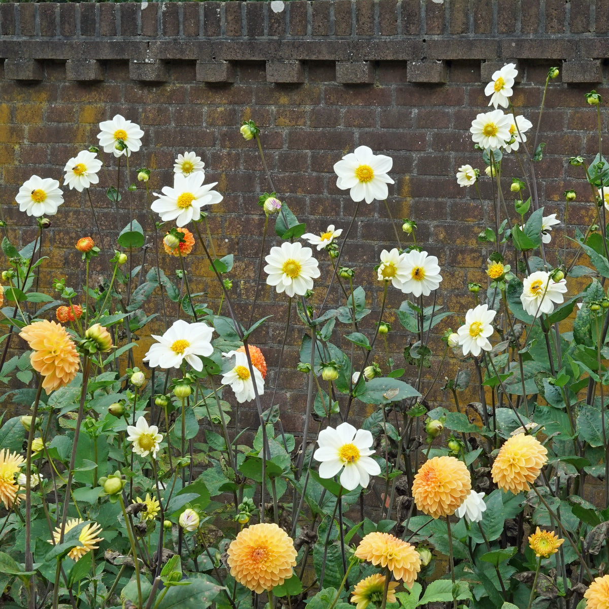 Dahlia White Emperor