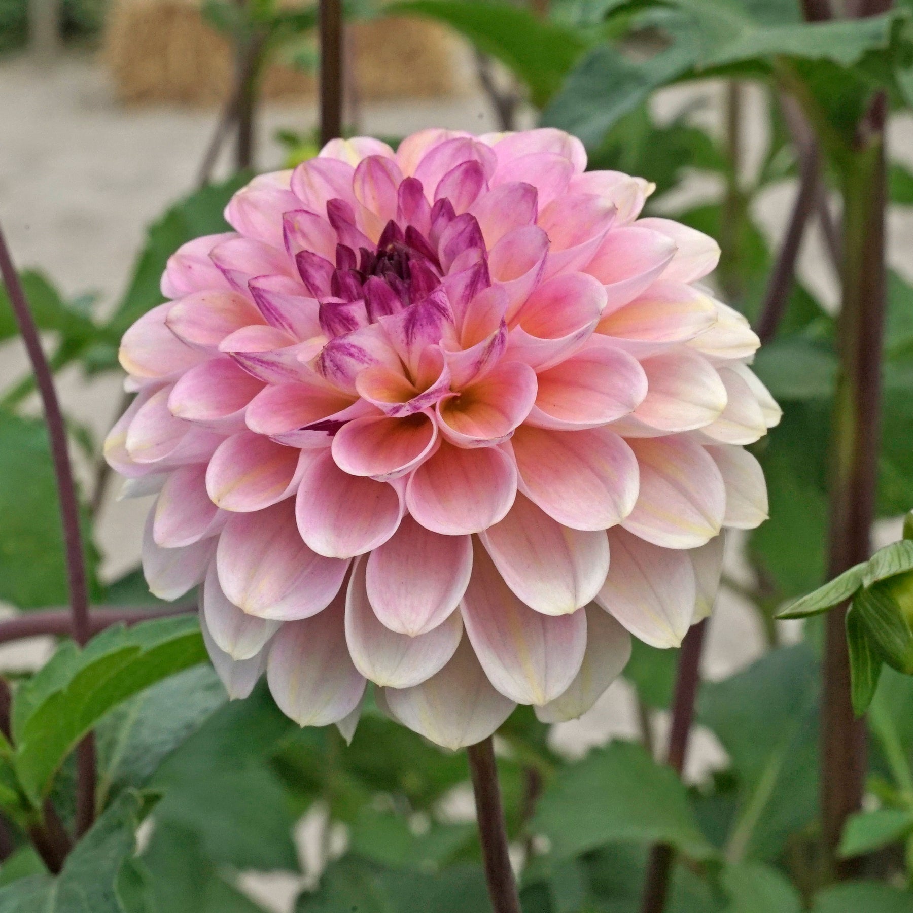 Dahlia Wine Eyed Jill