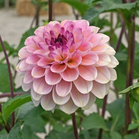 Dahlia Wine Eyed Jill