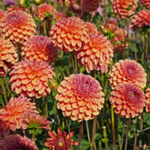 Dahlia Zundert Mystery Fox