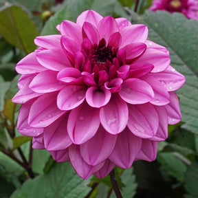 Dahlia Melissa Anna Marijke