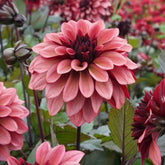 Dahlia Night Silence