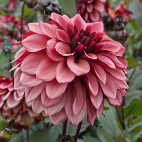 Dahlia Night Silence