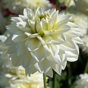 Dahlia Polar Ice