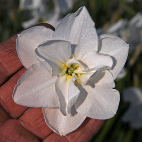 Frostbite