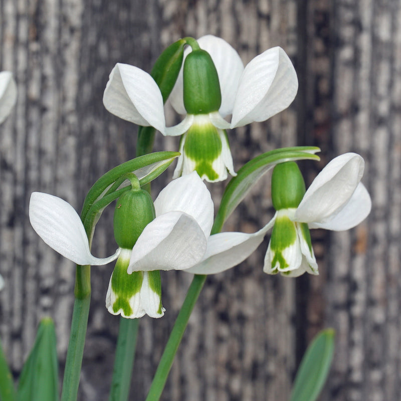 Galanthus (Snowdrops)