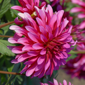 Dahlia Gallery Triple