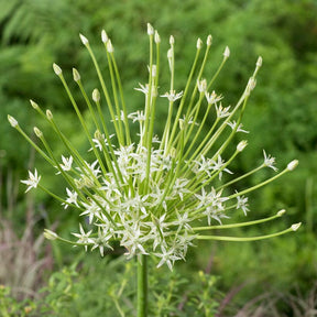 Allium schubertii Arctic Snow