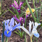 Mix of different coloured Iris reticulatas | closeup picture