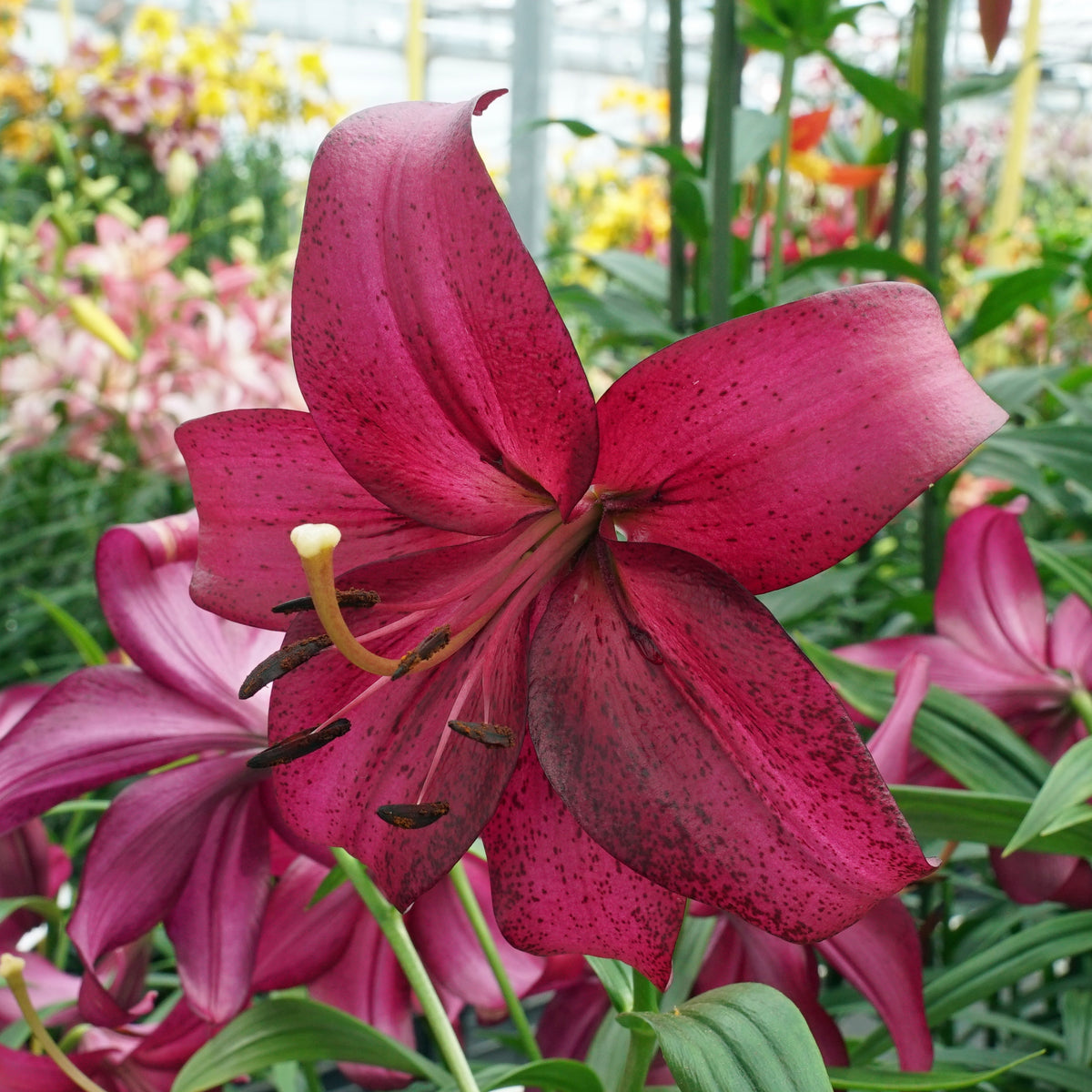 Lilium Purple Marble