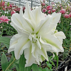 Lilium Roselily Edsilia