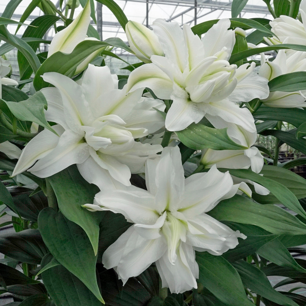 Lilium Roselily Edsilia