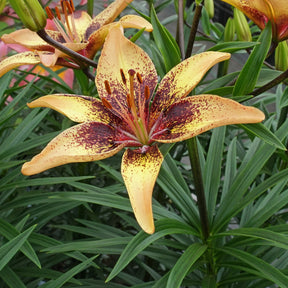 Lilium Tribal Dance