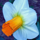 Millennium Orange