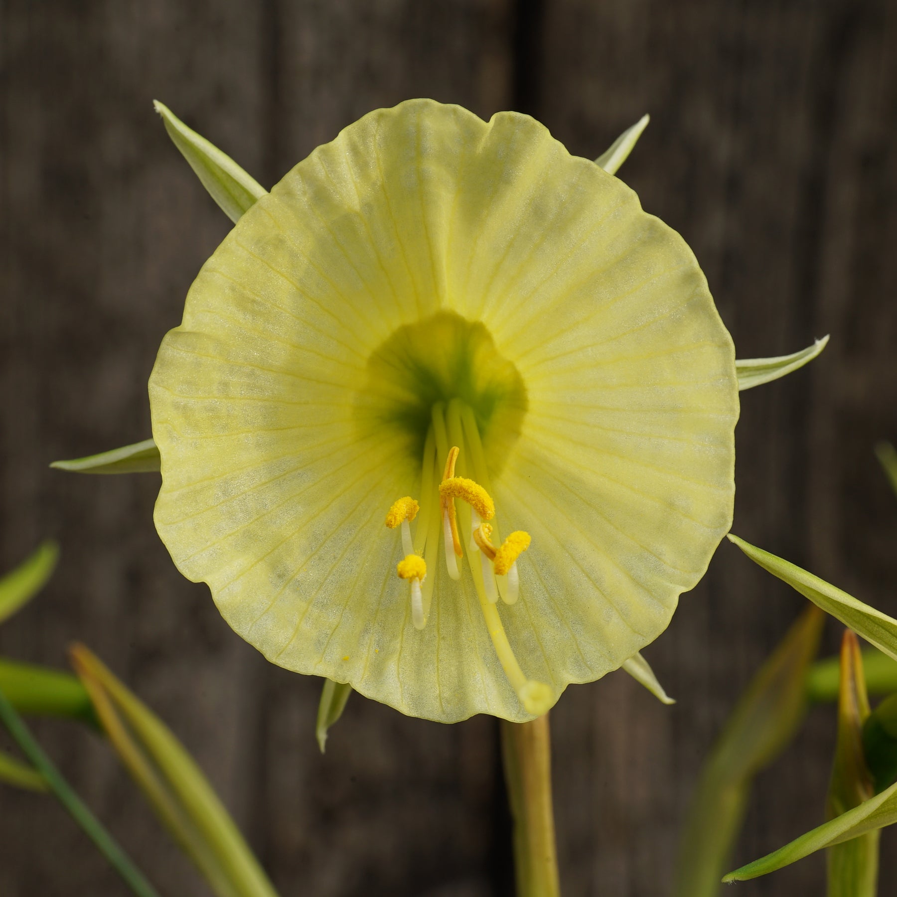 bulbocodium Tiny Tuba