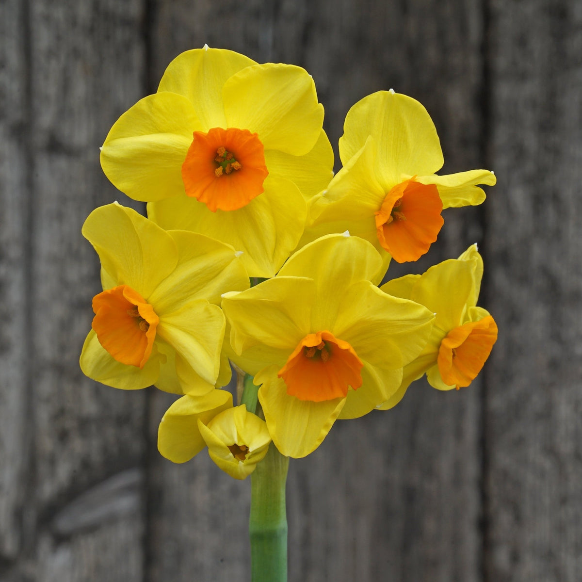 Castanets - Tazetta narcis - Fluwel