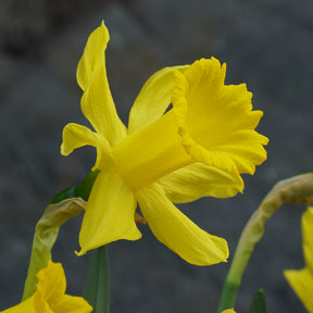 bujei Sierra de Cobra