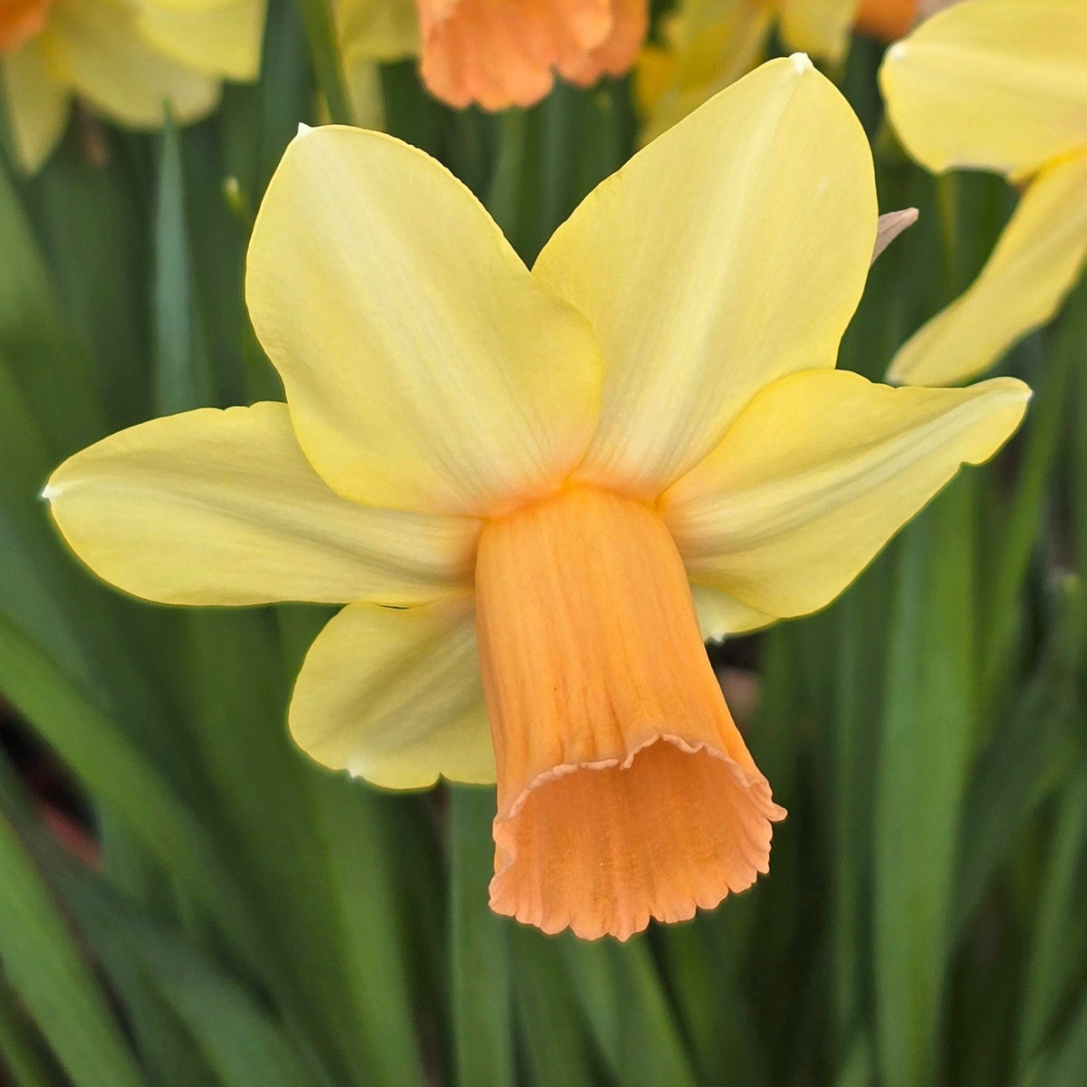 Fidan - geel-oranje Cyclamineus narcis - Fluwel
