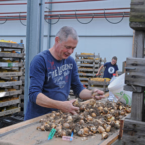 Fluwel owner Carlos sorting and cleaning bulbs at Fluwel warehouse